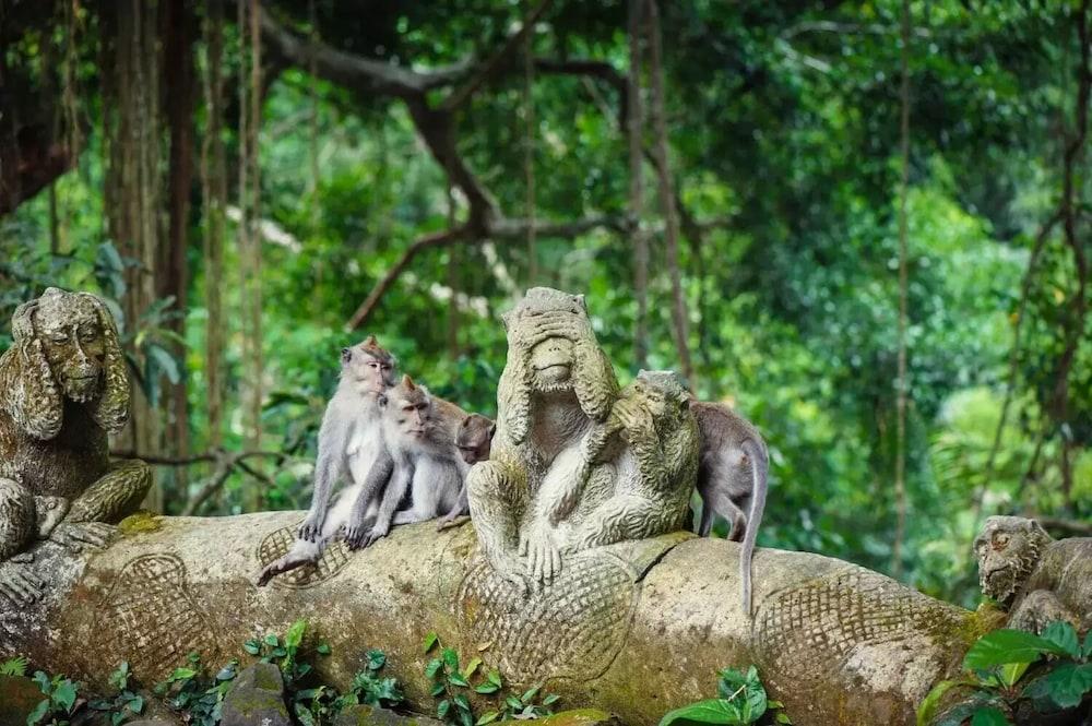 Hotel Puri Padi Ubud Esterno foto